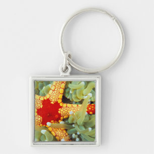 Porte-clés Étoile de mer rouge et jaune