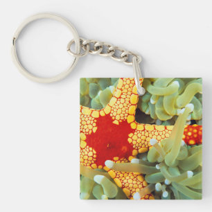 Porte-clés Étoile de mer rouge et jaune
