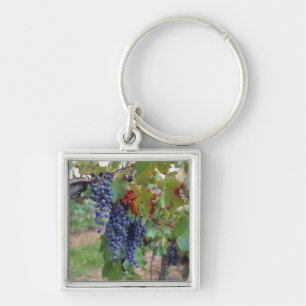 Porte-clés Europe, France, Roussillon. Vignobles, avec