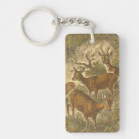 Famille de Roe - Cerfs dans une forêt