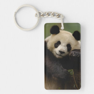 Porte-clés Famille du panda géant (Ailuropoda melanoleuca)