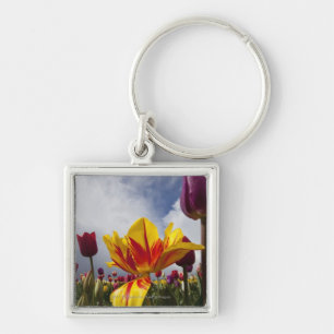 Porte-clés Fermez-vous des tulipes de floraison colorées en