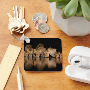 Porte-clés Fierté de lions buvant au point d'eau la nuit