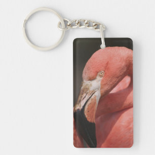 Porte-clés Flamant du Chili, Phoenicopterus chilensis