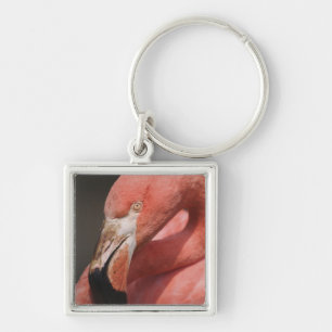 Porte-clés Flamant du Chili, Phoenicopterus chilensis
