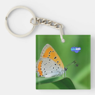 Porte-clés Fond vert et papillon jaune et blanc et araignée