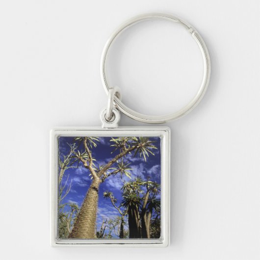 Porte-clés Forêt D'Épineux Formée De Pachypodes (Devant)