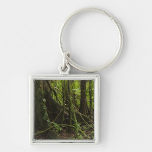 Porte-clés Forêt tropicale, rivière Mapari Nord Rupununi,