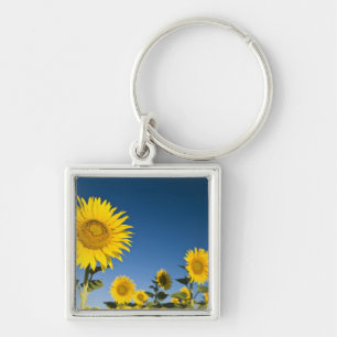 Porte-clés France, Provence, Valensole. Les tournesols se dre