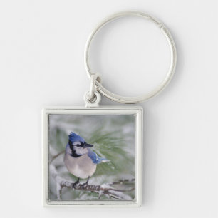 Porte-clés Geai bleu, Cyanocitta cristata