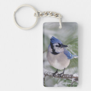 Porte-clés Geai bleu, Cyanocitta cristata