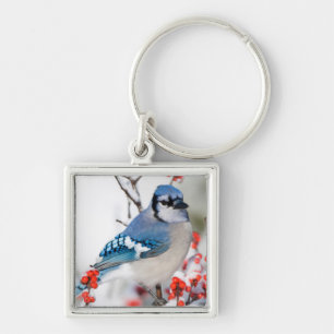 Porte-clés Geai bleu dans l'Ilex verticillé