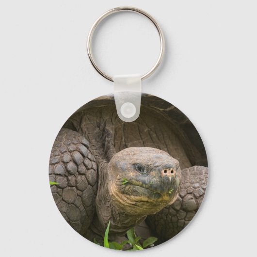Porte-clés Giant turtle (Recto)
