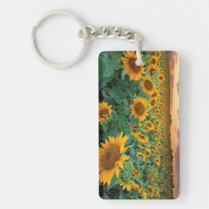 Porte-clés Gisement de tournesol dans Longmont, le Colorado