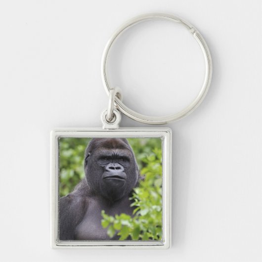Porte-clés Gorille des plaines à dos argenté, Gorilla gorilla (Devant)