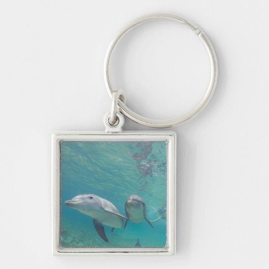 Porte-clés Grands dauphins Tursiops truncatus (Devant)