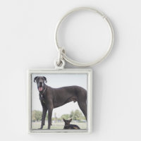 Great dane et petit chien de mélangé-race