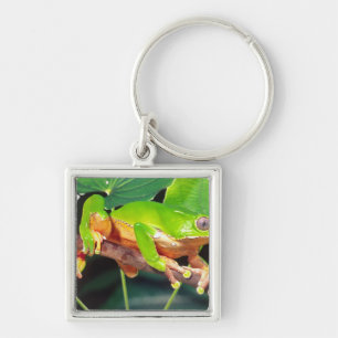 Porte-clés Grenouille arboricole singe bicolore, Phyllomedusa
