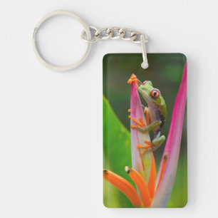 Porte-clés Grenouille aux yeux rouges, Costa Rica