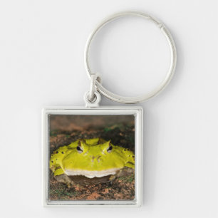 Porte-clés Grenouille cornu du Brésil, Ceratophrys cornuta, 2