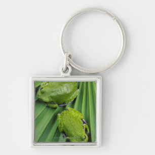 Porte-clés Grenouille d'arbre d'écorcement (gratiosa de hyla