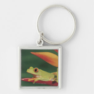 Porte-clés Grenouille d'arbre rouge d'oeil se reposant sur la
