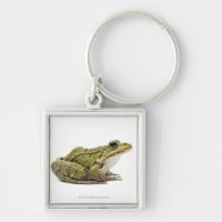 Grenouille européenne commune ou grenouille