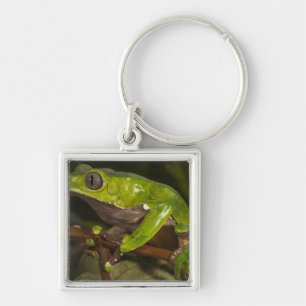 Porte-clés Grenouille feuille géante Phyllomedusa bicolor) 3