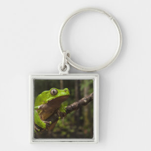 Porte-clés grenouille géante à feuilles (Phyllomedusa bicolor