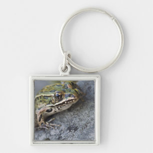 Porte-clés Grenouille léopard du nord, Île transparente,
