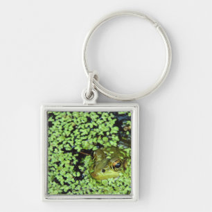 Porte-clés Grenouille mugissante (adspersus de Pyxicephalus)