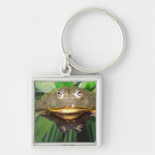 Porte-clés Grenouille-taureau africaine, Pyxicephalus 2