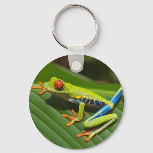 Porte-clés Grenouille verte (Recto)