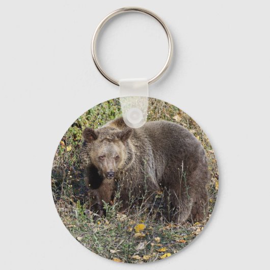 Porte-clés Grizzly Bear (Recto)