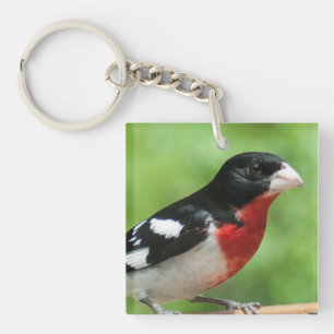 Porte-clés Grosbeak à poitrine rose