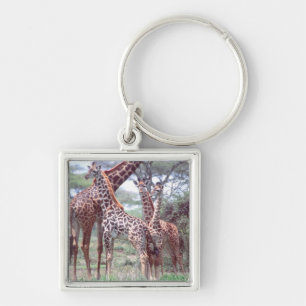 Porte-clés Groupe de girafes ou troupeau avec jeunes, Giraffa