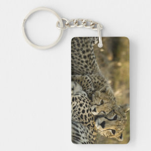 Porte-clés Guépard, Acinonyx jubatus, avec son petit dans le