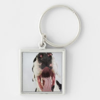 Harlequin great dane avec la bouche ouverte, plan