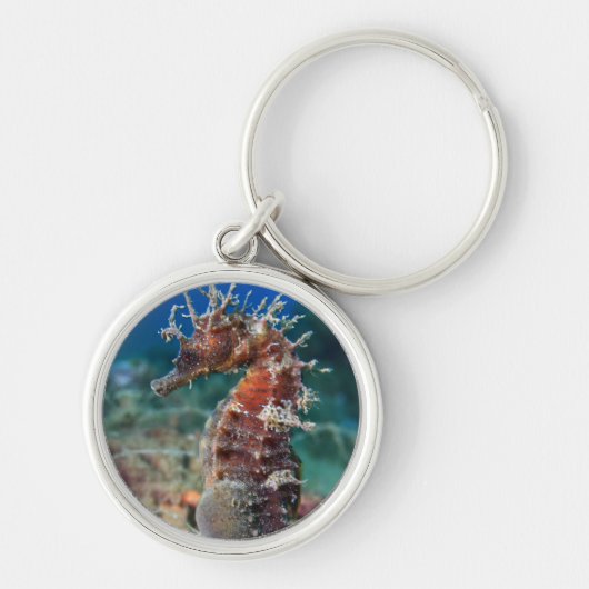 Porte-clés Hippocampe Ramulosus de l'hippocampe | (Devant)
