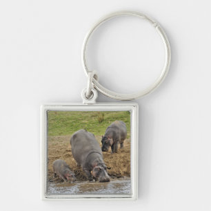 Porte-clés Hippopotame, Hippopotamus amphibius, Serengeti