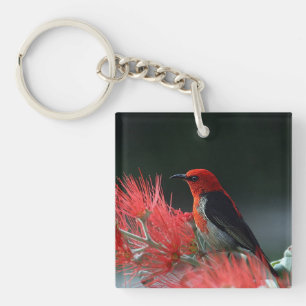 Porte-clés Honneur de Scarlet Oiseau exotique