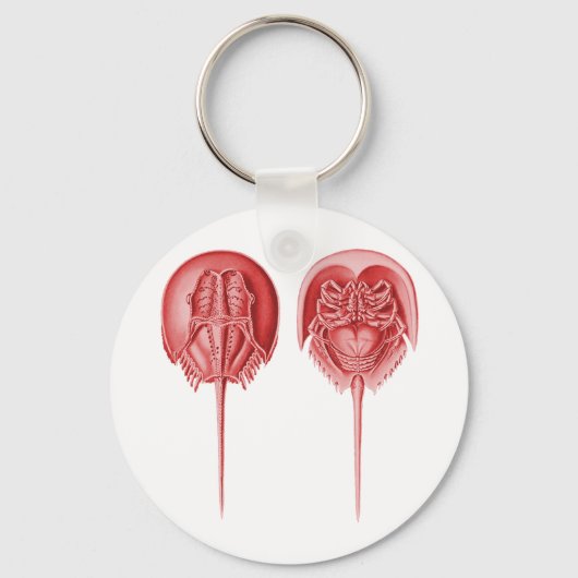 Porte-clés Horseshoe Crab (Recto)