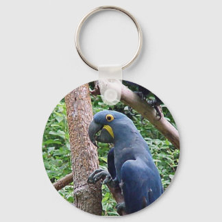 Porte-clés Hyacinth Macaw