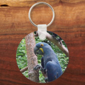 Porte-clés Hyacinth Macaw (Recto)