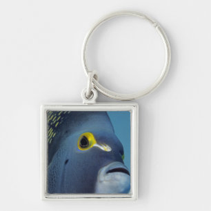 Porte-clés Îles Caïmans, Poisson ange français Pomacanthus
