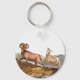 Porte-clés Illustration du mouton des Rocheuses (Ovis montana