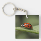 Porte-clés Insecte de Ladybug (Devant)