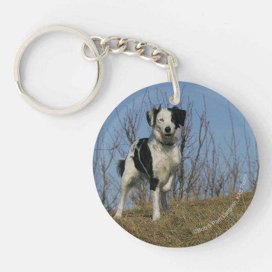Porte-clés Jambe de border collie augmentée (Devant)