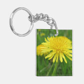 Porte-clés jaune, betercup, plante, pissenlit, prairie, (Devant gauche)