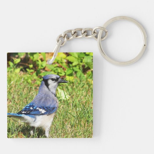 Porte-clés Jay bleu du nord (Dos)